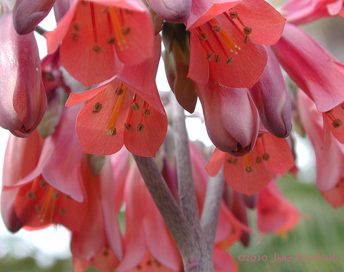 کالانکوئه دایگریمونتیا